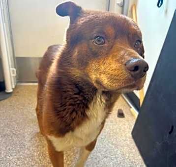 Photo of CARAMEL