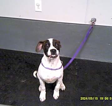 Photo of Archie