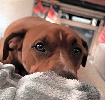 Photo of Scrappy