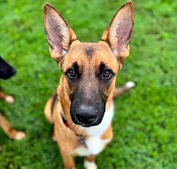 Photo of Yaakov (5mo PUPPY)