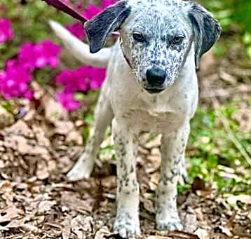 Photo of Pepper