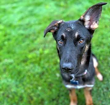 Photo of Yuna (5mo PUPPY)