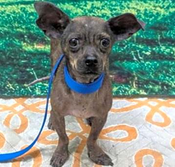 Photo of URGENT! Little girl needs hero