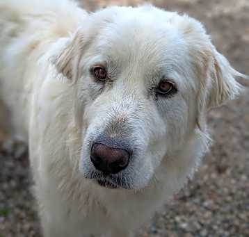 Photo of Dollie