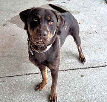 Photo of Brock