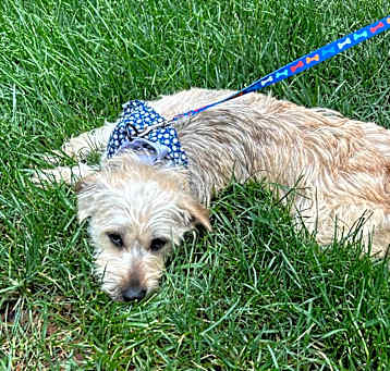 Photo of Blueberry
