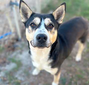 Photo of Whiskey