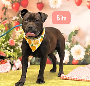 Photo of Bits 