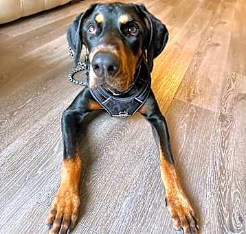 Photo of Bruno