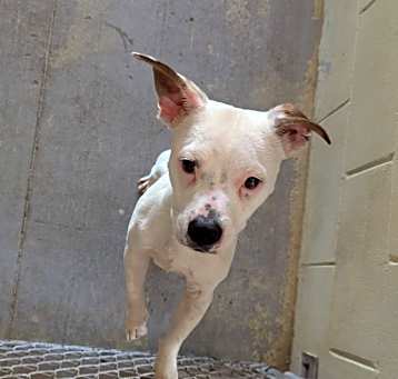 Photo of Wishbone