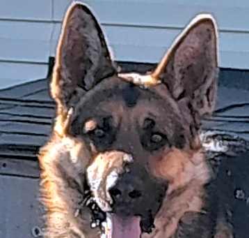 Photo of Bruno