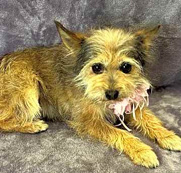 Photo of Poppy