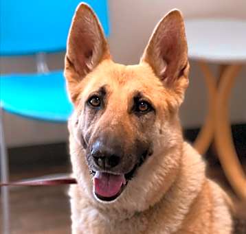 Photo of Sweetie