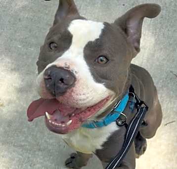 Photo of Polo