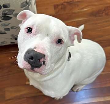 Photo of Duke