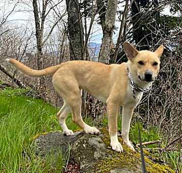 Photo of Ginger