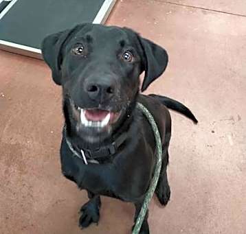 Photo of Dodge