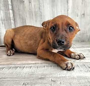 Photo of Flame