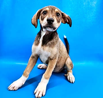 Photo of Olive