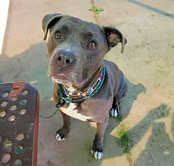Photo of BLUE BOY