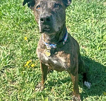 Photo of Bonita