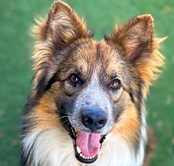 Photo of Kimba