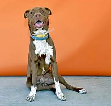 Photo of CHICO