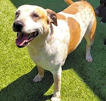 Photo of Rusty