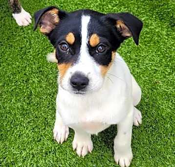 Photo of Rolo