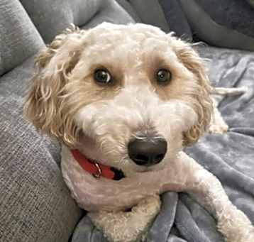 Photo of Teddy