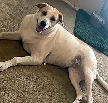 Photo of Lucy