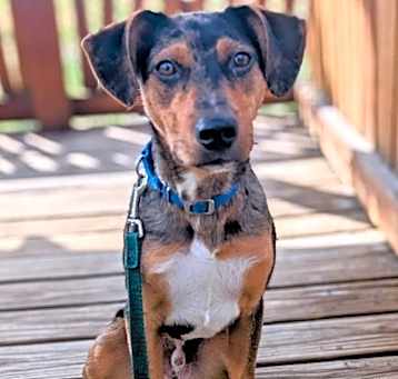 Photo of Scooby Doo