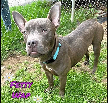 Photo of Fetty Wap