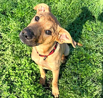Photo of Rusty