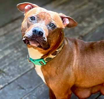 Photo of Cinnamon