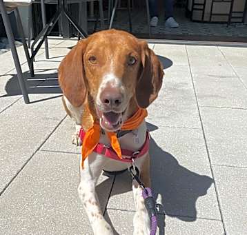 Photo of Cokie 
