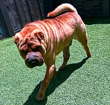 Photo of Winston 0677