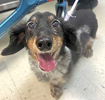 Photo of Pippin