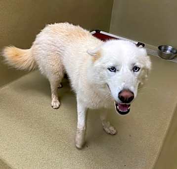 Photo of Luna #19019