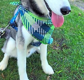 Photo of Koda
