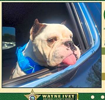 Photo of Goliath