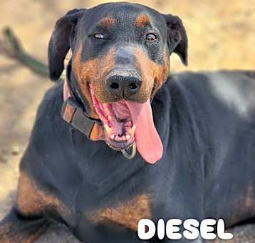Photo of Diesel