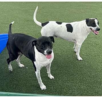 Photo of Plum and Sugar