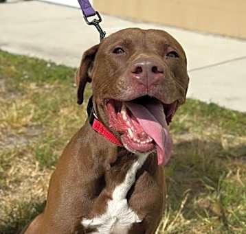 Photo of Bolt