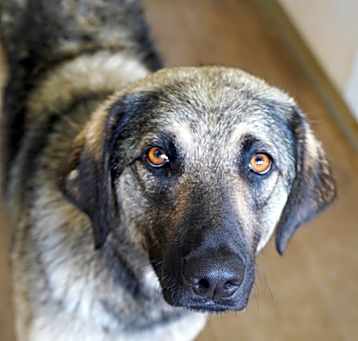 Photo of Pepper