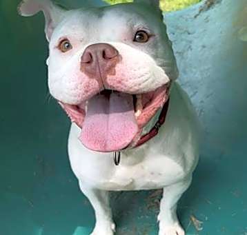 Photo of BOWSER
