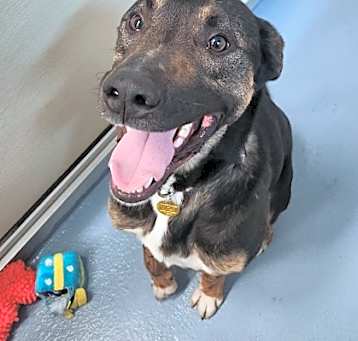 Photo of Rufus
