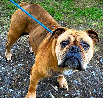 Photo of Nala