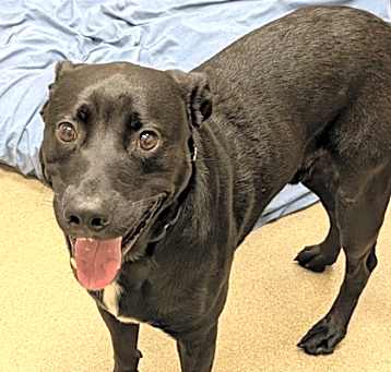 Photo of Onyx