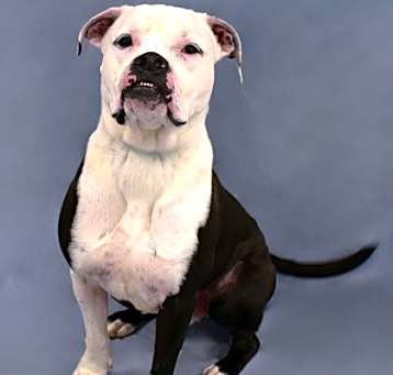 Photo of Mack 1560-24